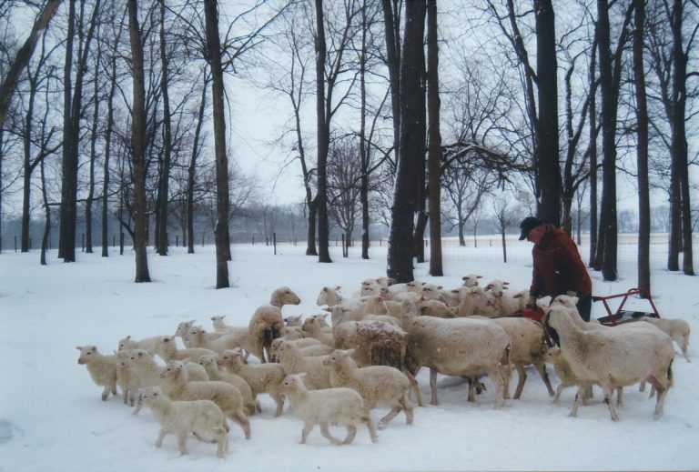 McKinney and his sheep